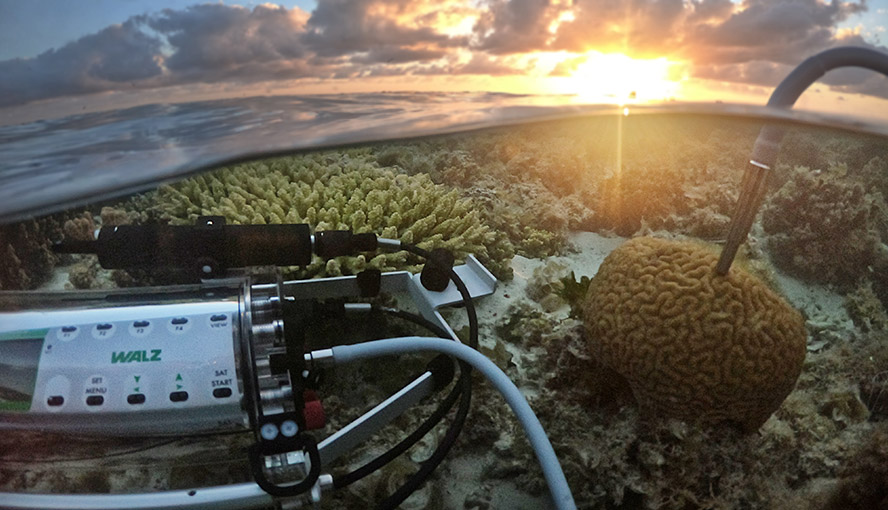 DIVING-PAM-II - Underwater Fluorometer with Miniature Spectrometer