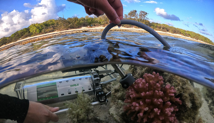 Measuring photosynthesis in the coral Pocillopora damicornis, Heron Island, GBR, Australia. Photograph courtesy of Erik Trampe, Department of Biology, University of Copenhagen.