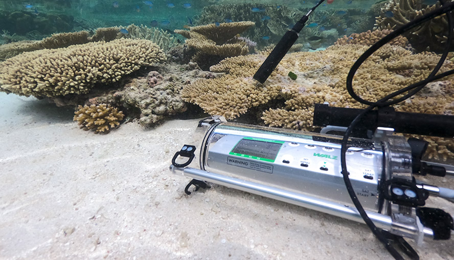 Underwater Oxygen Sensor DIVING-PAM-II/O2 employed in coral studies near Heron Island Research Station, The University of Queensland. Photograph courtesy of Erik Trampe.