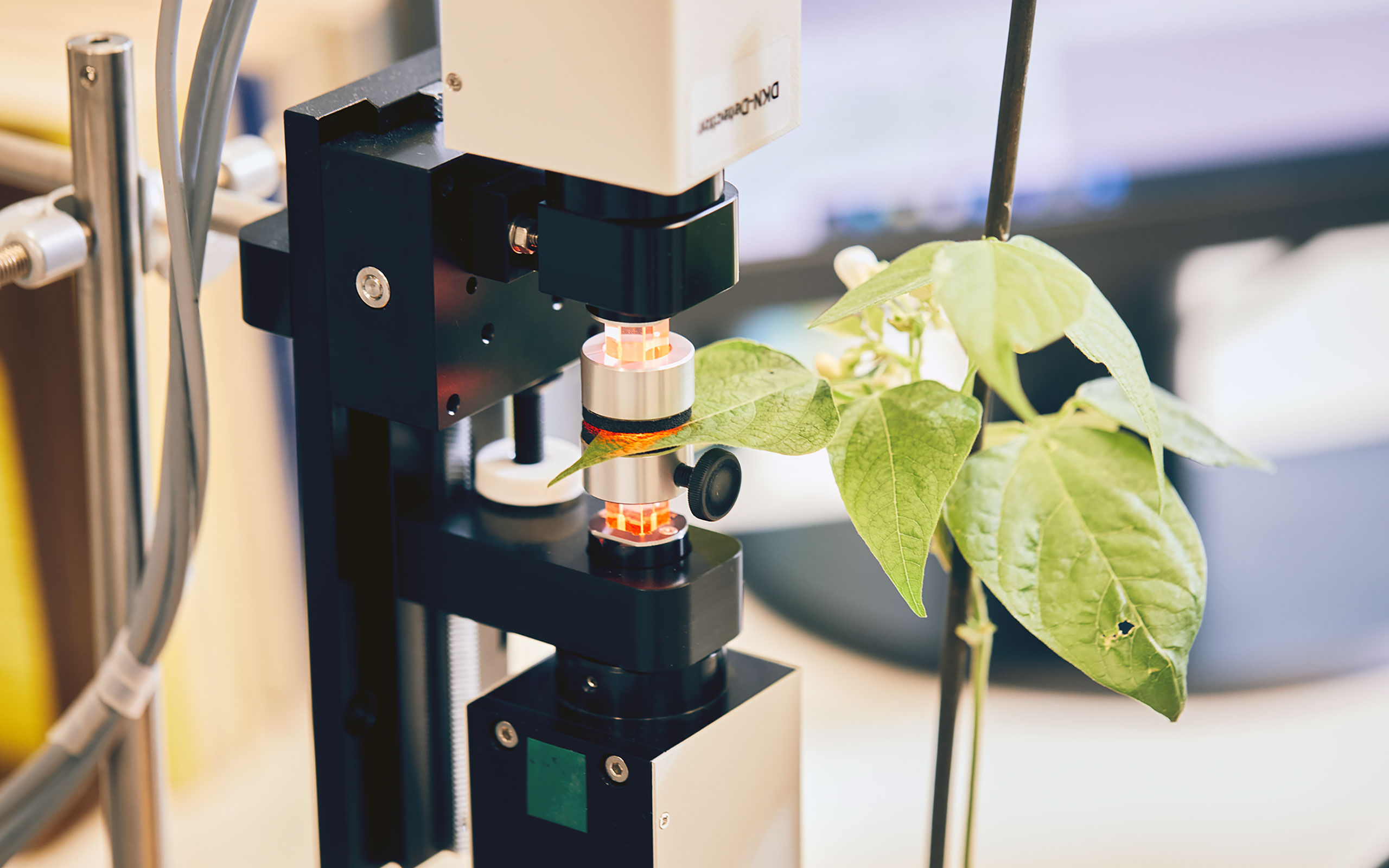 Bean leaf placed between the emitter and detector heads of a DUAL-KLAS-NIR and illuminated from both sides by red, 635 nm, actinic light during a measurement.