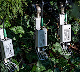 <p>MICRO-HEADs measuring photosynthesis of ground-covering ivy (<em>Hedera helix</em>).</p>