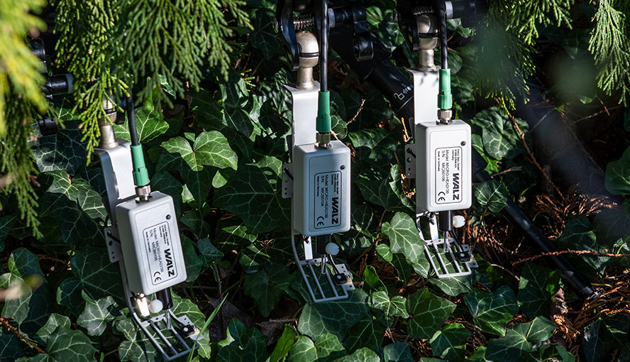 MICRO-HEADs measuring photosynthesis of ground-covering ivy (Hedera helix).