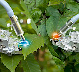 <p>Leaf clip 2035-B. Left: blue light from a MINI-PAM-II/B. Right: red light from a MINI-PAM-II/R (see BLUE & RED version).</p>