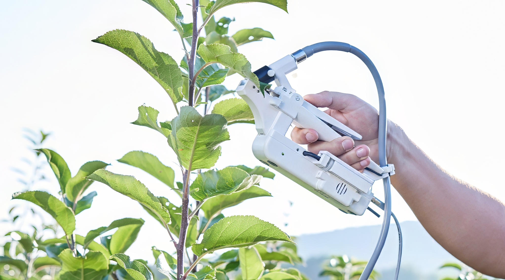MINI-PAM-II/POROMETER leaf clip for combined analysis of stomatal conductance and PSII chlorophyll fluorescence. 