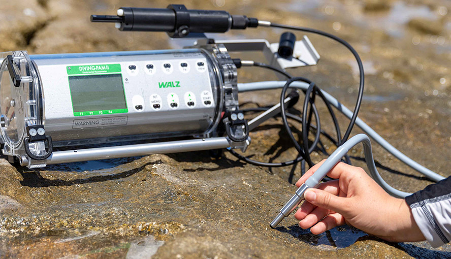 Measuring beachrock photosynthesis.