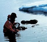 Studying brown algal photosynthesis in icy waters using the DIVING-PAM Underwater Fluorometer.