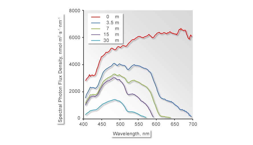 Figure 1: Spectra of natural light measured just above the water surface and at various diving depths as indicated by the legend. With increasing depth, the intensities in the red spectral range decreased more than in the blue spectral range. This means that photosynthesis must acclimate to blue-enriched low light conditions at greater depths. Measurements performed by Sabrina Walz and Jonathan Richir at La STARESO (Station de Recherche Océanographiques et sous-marines), Corsica, France.