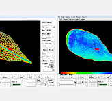 MINI version with IMAG‐MIN/GFP; imaging of GFP and PSII fluorescence.