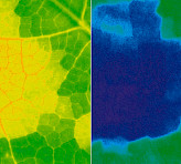 Sample image of beginning deletion in a lime tree leaf.