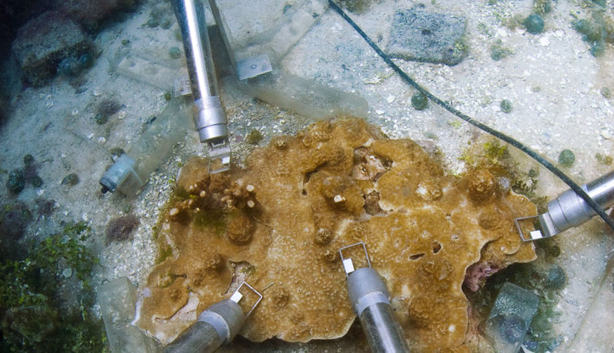 Surveillance of photosynthesis of the dinoflagellate Symbiodinium living endosymbiotically in the coral Porites rus. Prototypes of emitter-detector head MONI-HEAD/S with stainless steel housing are employed. Picture kindly provided by T. Schils.
