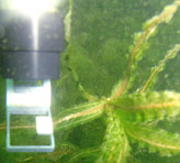 MONI-HEAD/S Measuring Head of the AQUATIC versions recording photosynthesis of an aquatic plant.