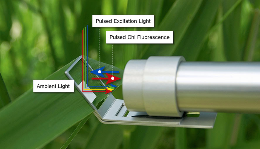Measuring end of emitter-detector unit MONI-HEAD/485. Light paths of fluorescence excitation and detection as well as for ambient light measurements are indicated.