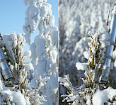 Monitoring head (first generation): Boreal woodland, Finland.<br />Photography by courtesy of Albert Porcar-Castell.