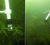 Continuous monitoring of photosynthesis in curly-leaf pondweed (Potamogeton crispus) by MONI-HEAD/S sensors. (Limnological research base of the Technical University of Munich, Iffeldorf, headed by Prof. A. Melzer. Prototypes with stainless steel housing are shown.).
