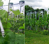 MONITORING-PAM employed in FACE experiment
Left: MONI measuring head in the Geisenheim FACE facility. <br />Right: Ring of CO<sub>2</sub> outlets. Picture by courtesy of S. Tittmann and Y. Wohlfahrt, Hochschule Geisenheim.