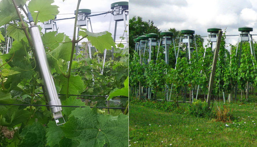 MONITORING-PAM employed in FACE experiment
Left: MONI measuring head in the Geisenheim FACE facility. Right: Ring of CO2 outlets. Picture by courtesy of S. Tittmann and Y. Wohlfahrt, Hochschule Geisenheim.