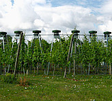 MONITORING-PAM employed in FACE experiment
Ring of CO2 outlets. Picture by courtesy of S. Tittmann and Y. Wohlfahrt, Hochschule Geisenheim.