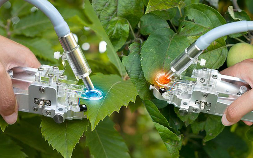 Leaf clip 2035-B. Left: blue light from a MINI‑PAM‑II/B. Right: red light from a MINI‑PAM‑II/R (see BLUE &amp; RED Version).