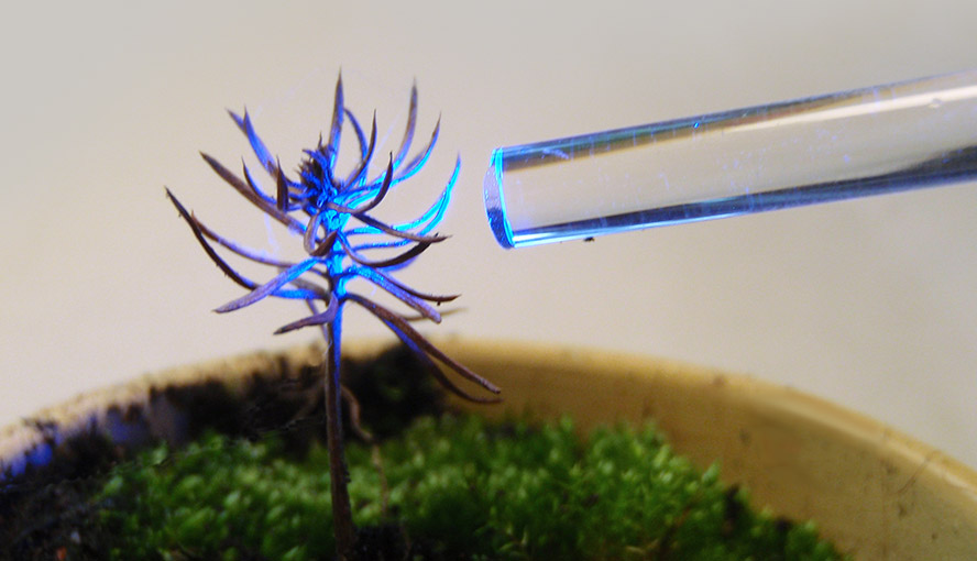 MICRO-PAM Lightguide pointed to a conifer seedling.