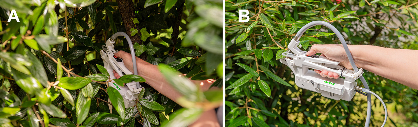 Fig.2: Measurements on shade-grown leaves (A) vs. sun-exposed-grown leaves (B)&nbsp; &nbsp;