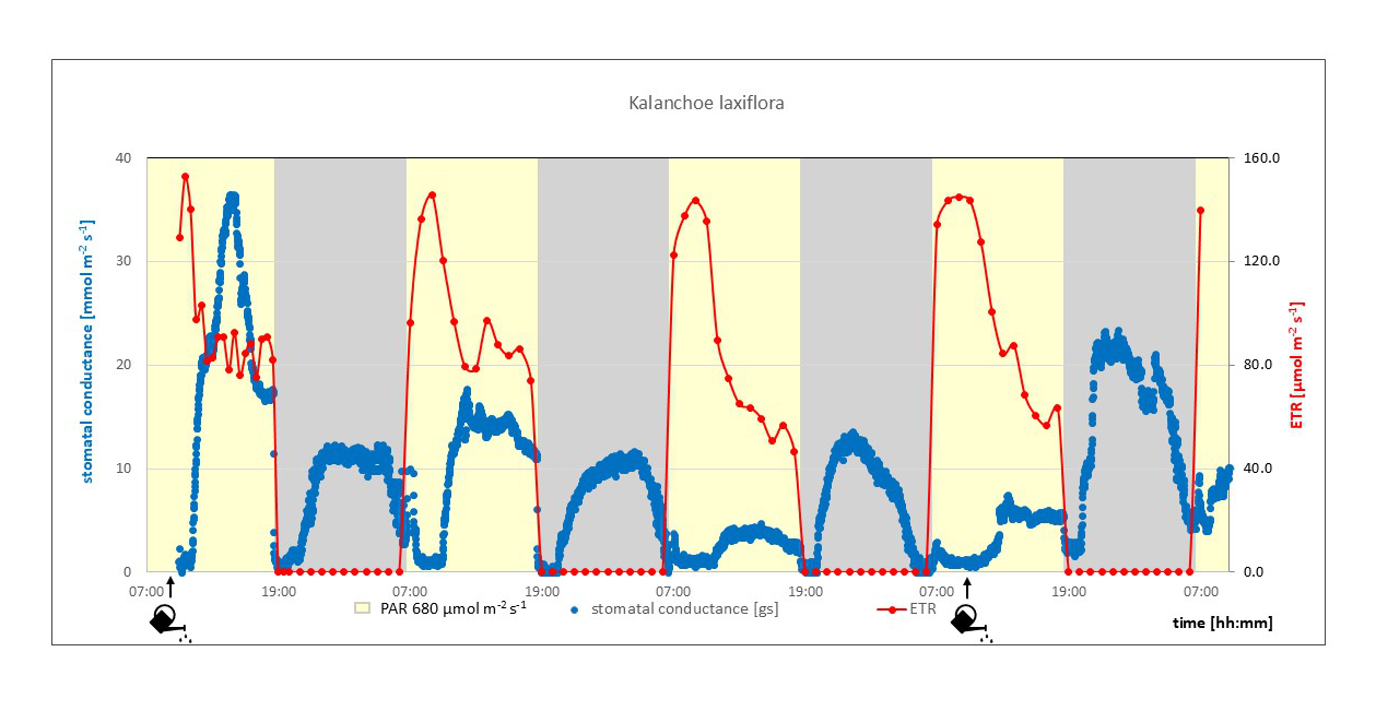 Fig.5: Stomatal conductance and ETR of Kalanchoe laxiflora during 4 days and nights of monitoring 