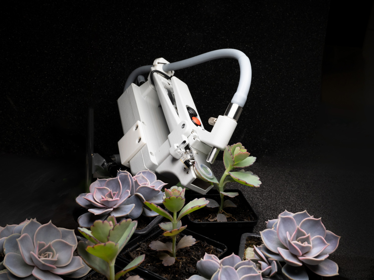 Fig.6: MINI-PAM-II/POROMETER monitoring a Kalanchoe laxiflora leaf  