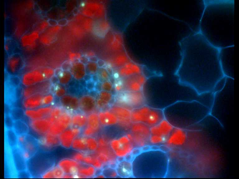 Conventional fluorescence micrograph of a cross section of a leaf with NADP-ME C4 photosynthesis (Cyperus papyrus L.). The MICROSCOPY-PAM can pick bundle sheath (dark red) or mesophyll cells (bright red) for saturation pulse analysis.