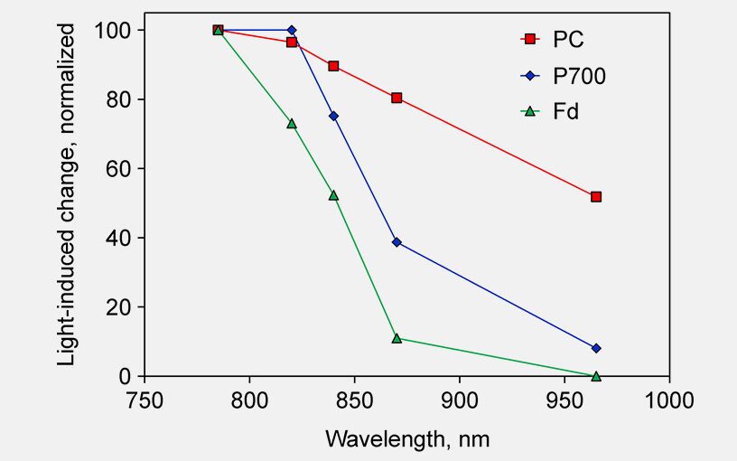 Single wavelength transmittance changes in an intact sunflower leaf induced under conditions favoring selective redox changes of either PC, P700 and Fd. The DUAL-KLAS-NIR was used in single beam mode (Schreiber 2017, Fig. 2). For further details on this experiment see the legend of Supplementary Figure 4 in Klughammer and Schreiber (2016). The figure shows that between 780 and 820 nm the Fd-signal decreases by 30%, whereas the changes in the PC and P700 signal are small or essentially zero, respectively. Between 820 and 870 nm there is a big decrease in the P700 signal, whereas the PC signal change is relatively small. The change in the Fd signal is big as well (~60% change), but the Fd signal intensity in absolute terms is much smaller than the P700 signal intensity. Between 870 and 965 nm PC and P700 show a comparable decrease.