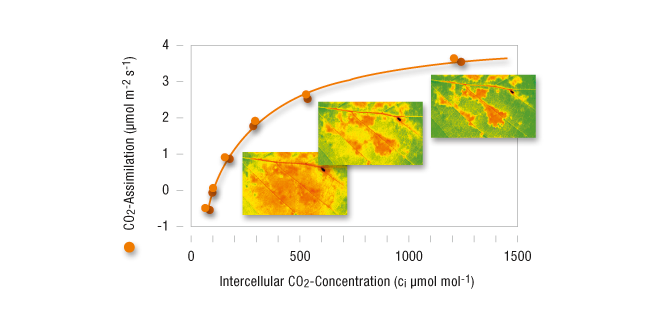 Fagus Sylvatica: Gas Exchange with Fluorescence Imaging
Result of a combined measurement using the GFS-3000 together with the IMAGING-PAM (see system combinations) on a dry-stressed Fagus sylvatica leaf. The dependence of CO2-assimilation on the intercellular CO2-concentration has been plotted. The patchiness in the fluorescence images is the more pronounced the higher the CO2-concentration.