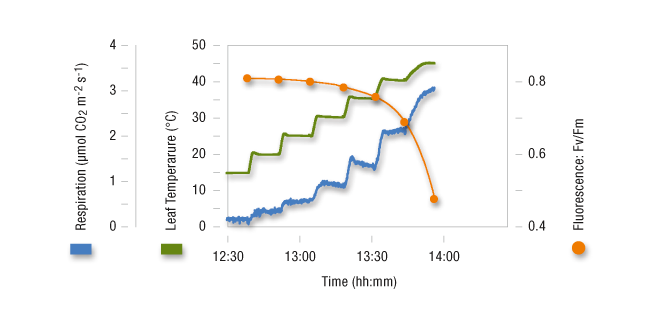 Nicotiana Tabacum: Temperature-Dependence of Dark-Respiration
The temperature of a tobacco leaf was increased in steps from 15 to 45 °C in the dark. The dark-respiration increased while Fv/Fm measured with the LED-Array/PAM-Fluorometer 3055-FL decreased markedly at temperatures above 30 °C.