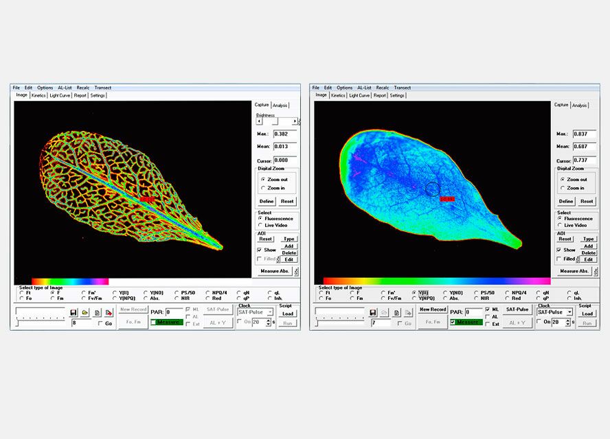 MINI version with IMAG‐MIN/GFP; imaging of GFP and PSII fluorescence.