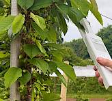 Walz LSA-2050 Leaf-State-Analyzer measuring leaf pigments non-destructively on a sweet cherry tree with developing green fruit.