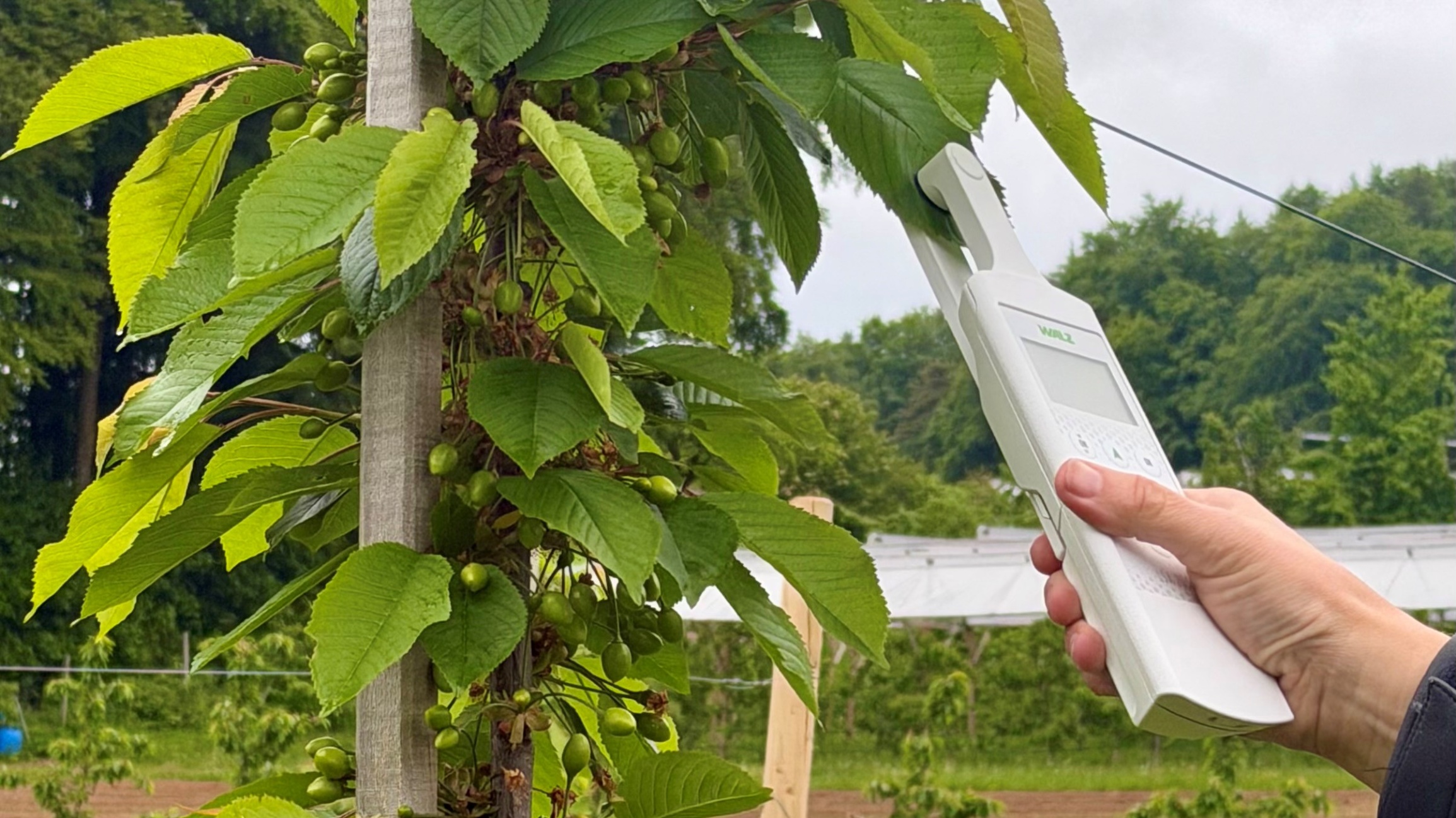 Walz LSA-2050 Leaf-State-Analyzer measuring leaf pigments non-destructively on a sweet cherry tree with developing green fruit.
