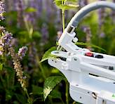 Measuring stomatal conductance on lavender in the field with a portable porometer