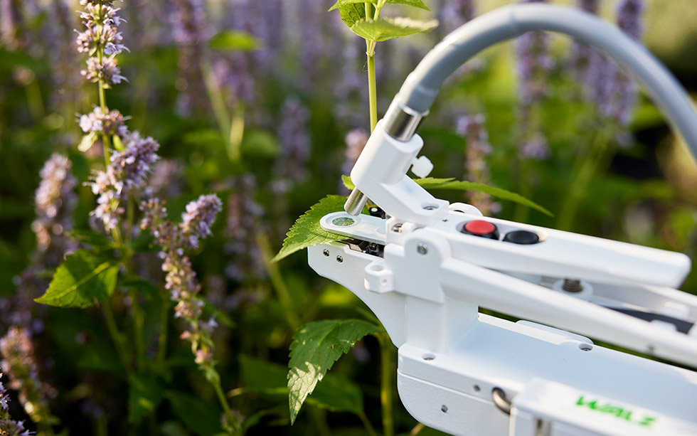 Measuring stomatal conductance on lavender in the field with a portable porometer