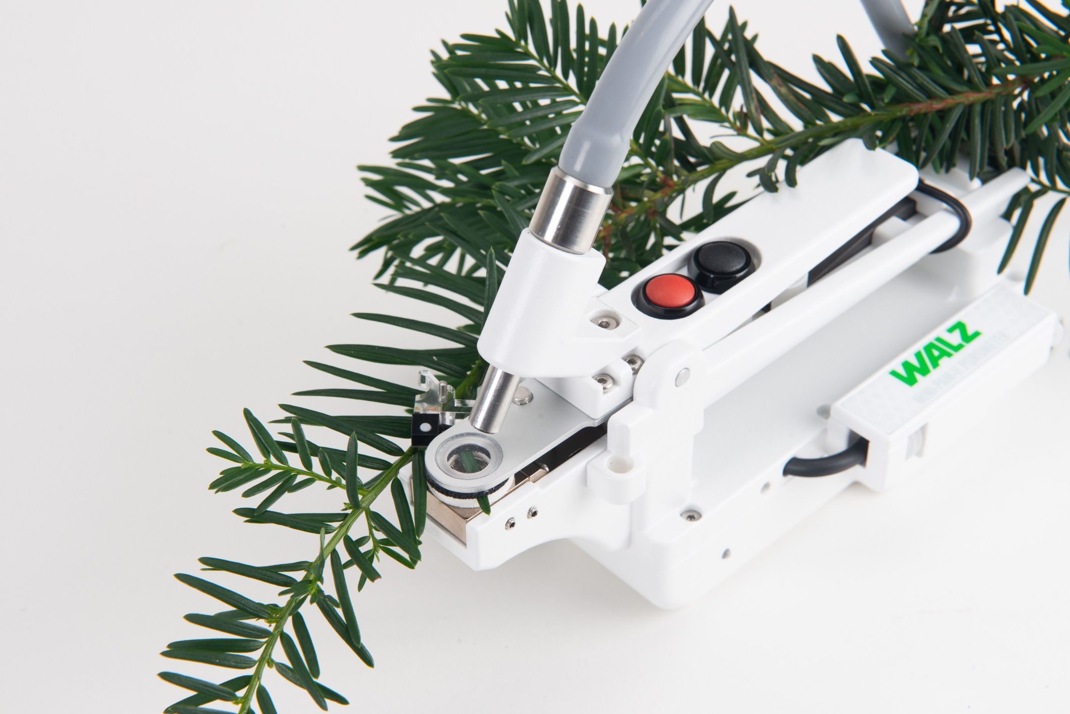 MINI-PAM-II/POROMETER measuring stomatal conductance and water evaporation on conifer needles