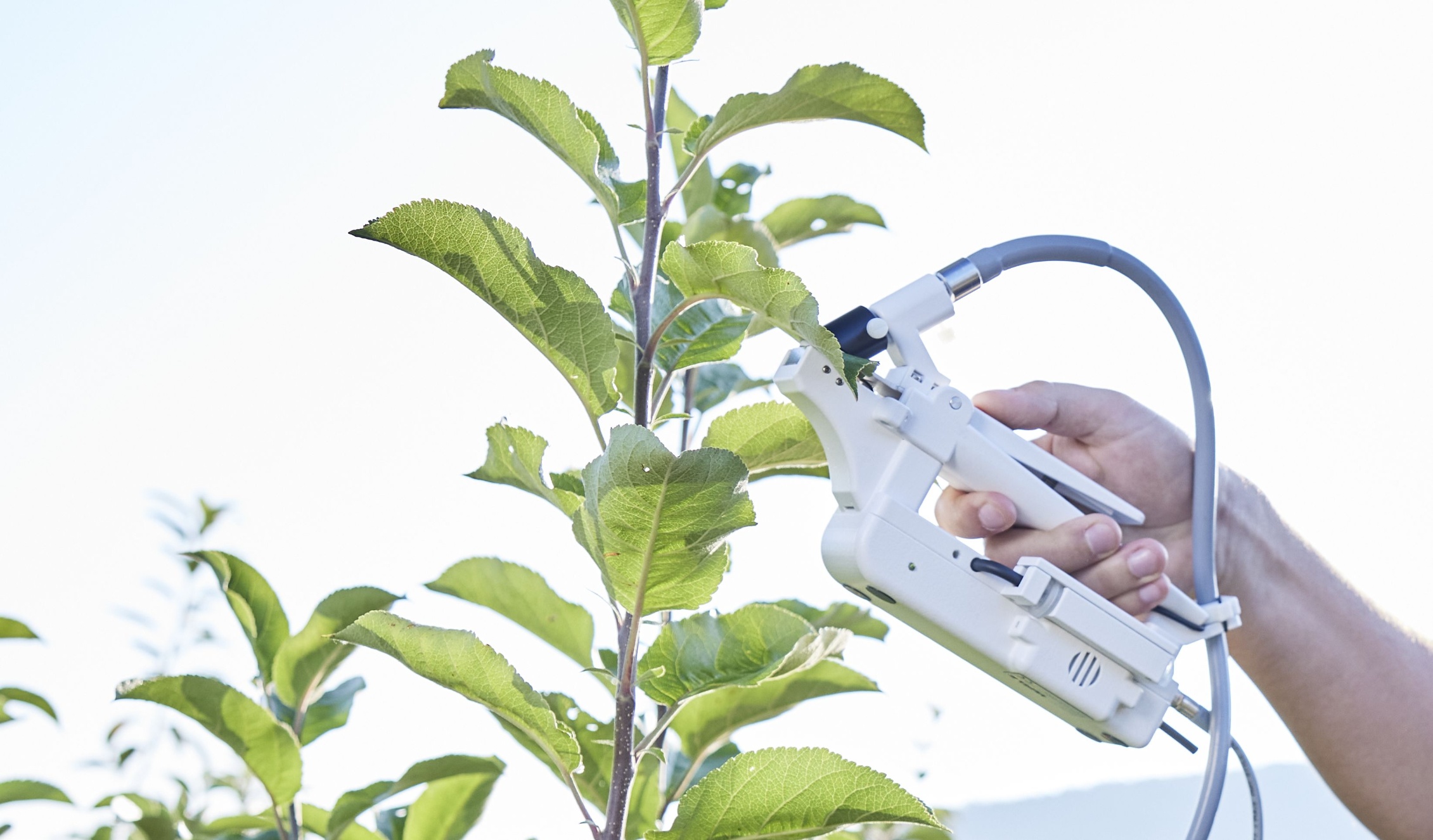 Porometer leaf clip with dark shields measuring stomatal conductance on a green plant leaf in natural light