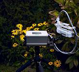 MINI-PAM-II field measurement setup with stative holder, porometer head, and leaf clip positioned on yellow flowers during simultaneous fluorescence and gas exchange measurements.