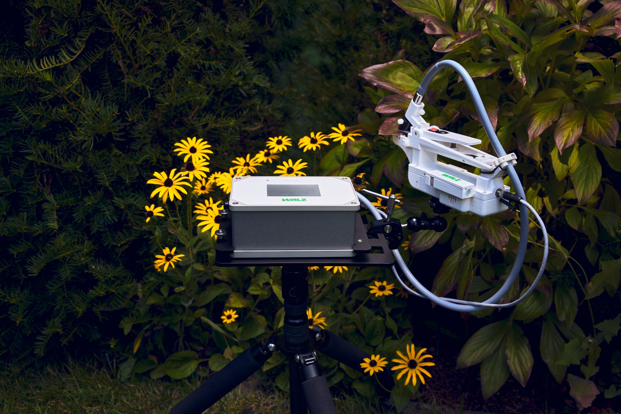 MINI-PAM-II field measurement setup with stative holder, porometer head, and leaf clip positioned on yellow flowers during simultaneous fluorescence and gas exchange measurements.