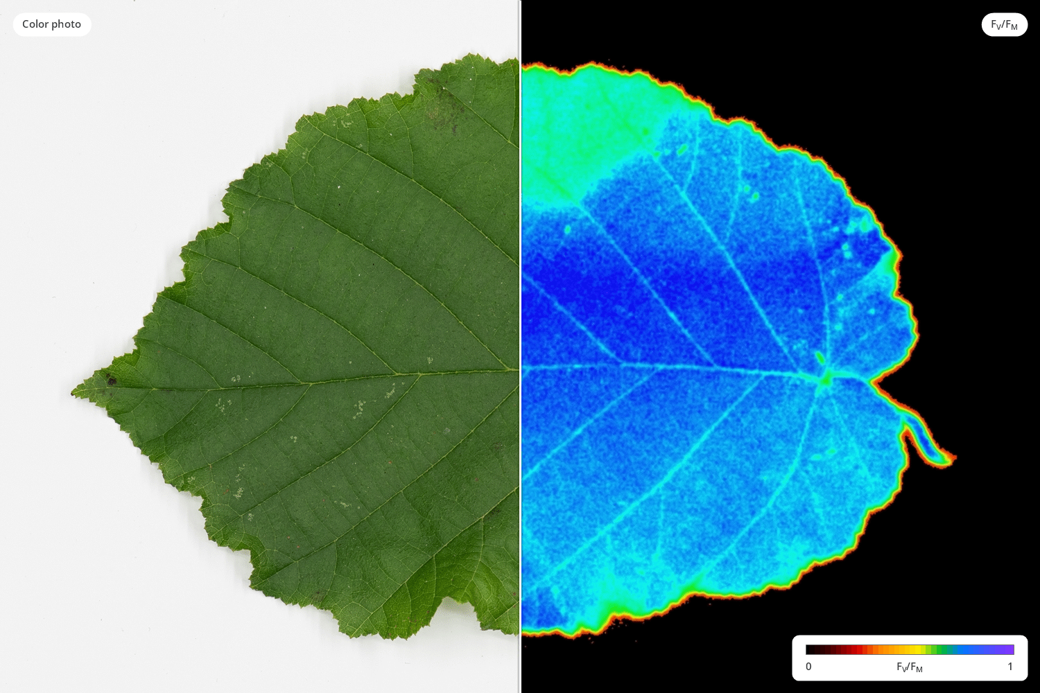 Heat stress made visible: In the color photo, the leaf looks uniformly green and healthy. The FV/FM image recorded with the IMAGING-PAM shows that the upper part of the leaf has a reduced maximum PS II quantum yield compared with the undamaged tissue. The damage to photosynthesis is not yet visible to the eye.