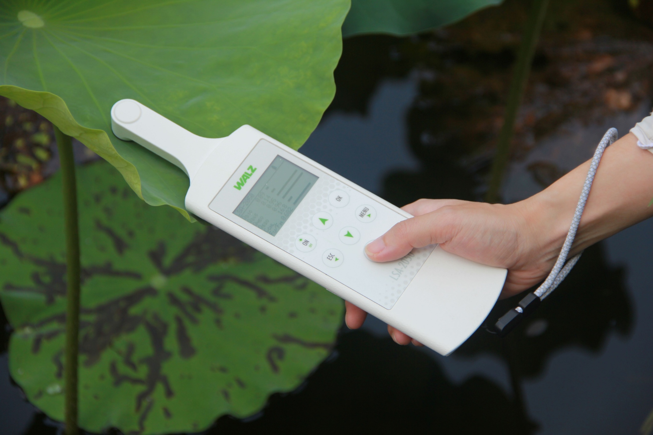 LSA-2050 measuring chlorophyll content and UV screening on a lotus leaf