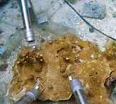Photosynthesis of dinoflagellates living endosymbiotically in a coral. Picture kindly provided by T. Schils.