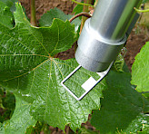 Monitoring photosynthesis in a grapevine leaf. Picture by courtesy of S. Tittmann and Y. Wohlfahrt, Hochschule Geisenheim.