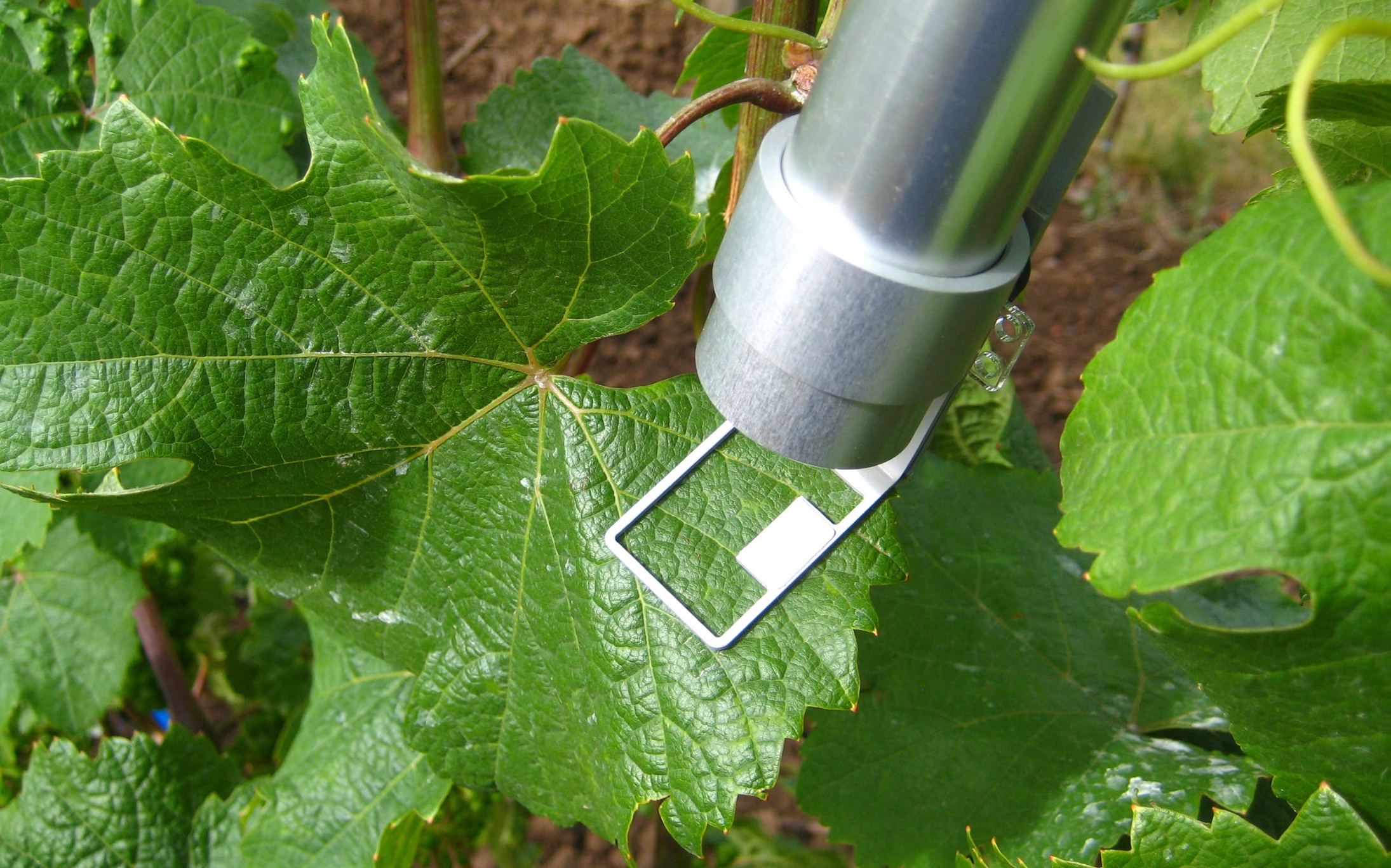Monitoring photosynthesis in a grapevine leaf. Picture by courtesy of S. Tittmann and Y. Wohlfahrt, Hochschule Geisenheim.
