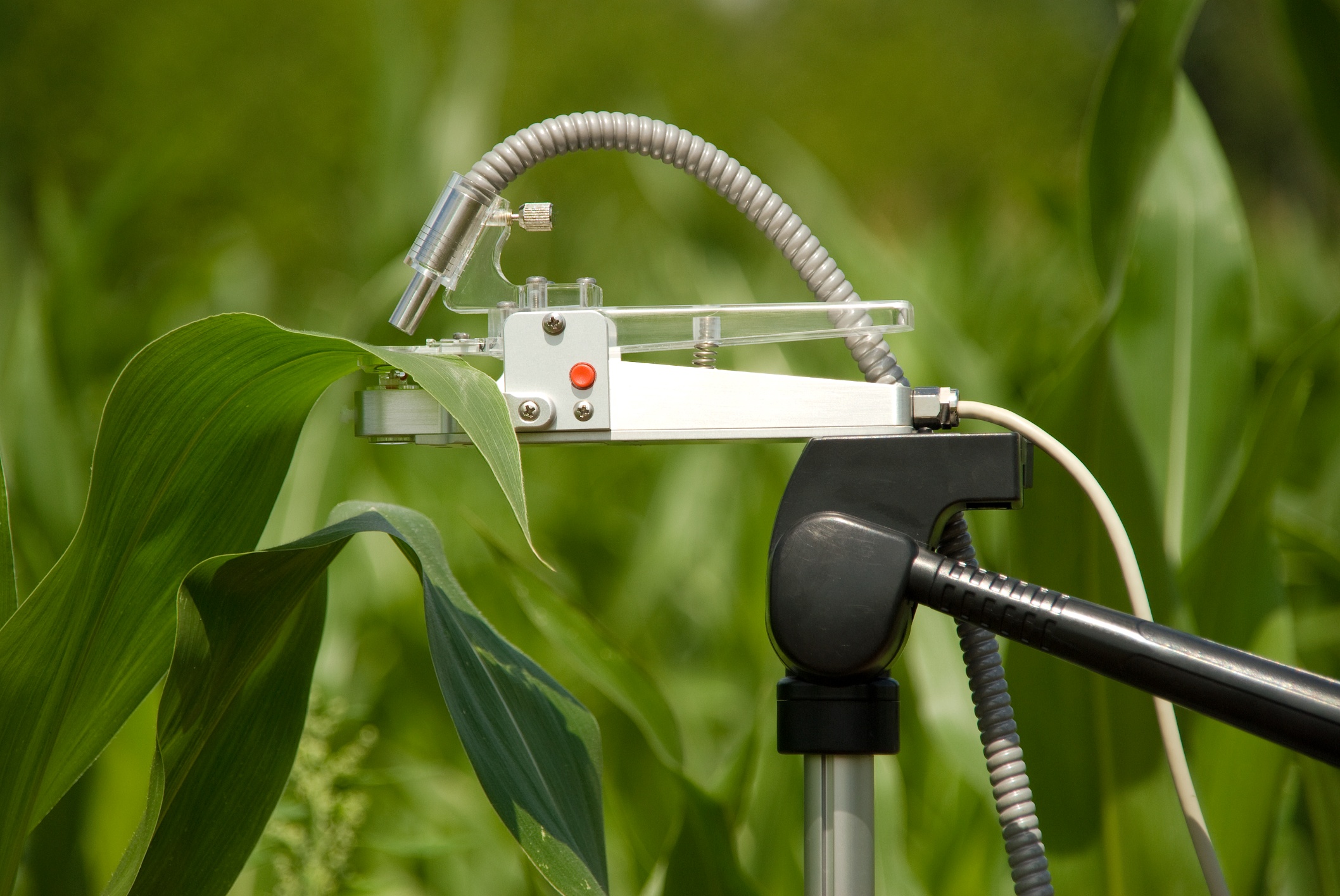 PAM-2500 accessory for field measurements: Light and temperature-sensing leaf clip (type 2030-B) on tripod.