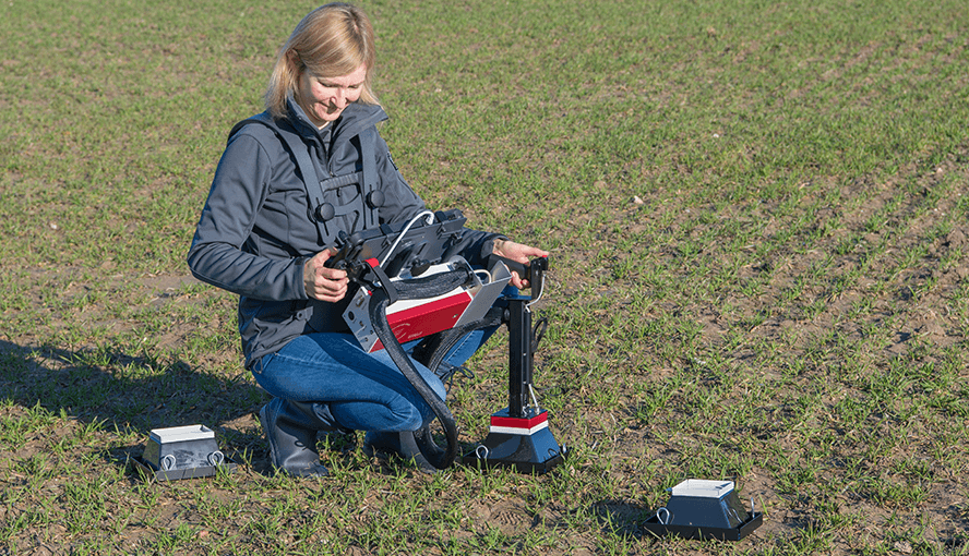 Probing cereals in the tillering stage.