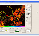 Filamentous algae sample with epiphytic population (Ft image).