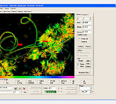 Filamentous algae sample with epiphytic population (Fm image).