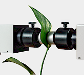 Leaf positioned between two measuring heads of the DUAL-PAM-100