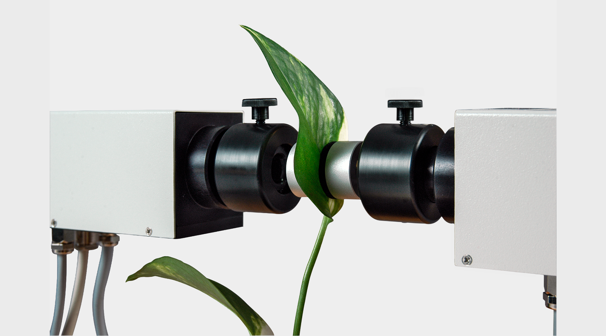 Leaf positioned between two measuring heads of the DUAL-PAM-100